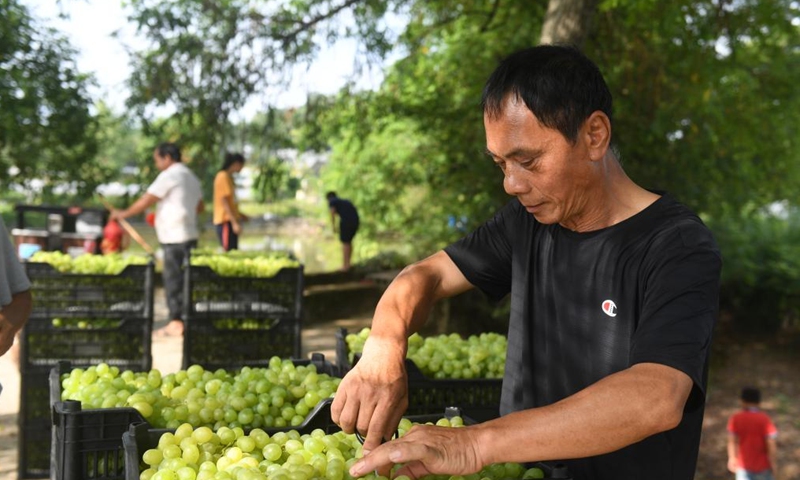 Villagers harvest grapes at a vineyard in Maozhushan Village of Caiwan Township in Quanzhou County, south China's Guangxi Zhuang Autonomous Region, Aug. 23, 2022. More than 2,000 mu (133 hectares) of grape fields entered the harvest season here recently. (Xinhua/Lu Boan)