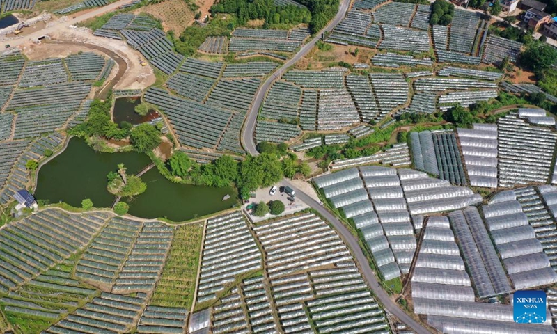 Aerial photo taken on Aug. 23, 2022 shows the vineyard in Maozhushan Village of Caiwan Township in Quanzhou County, south China's Guangxi Zhuang Autonomous Region. More than 2,000 mu (133 hectares) of grape fields entered the harvest season here recently. (Xinhua/Lu Boan)