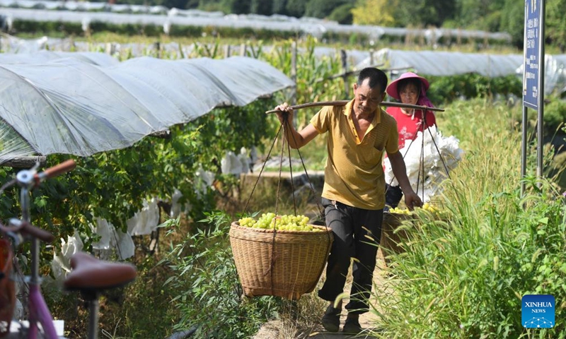 Villagers harvest grapes at a vineyard in Maozhushan Village of Caiwan Township in Quanzhou County, south China's Guangxi Zhuang Autonomous Region, Aug. 23, 2022. More than 2,000 mu (133 hectares) of grape fields entered the harvest season here recently. (Xinhua/Lu Boan)