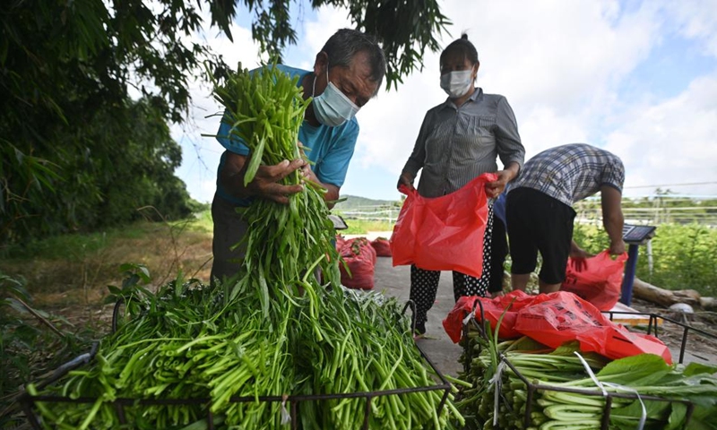 Farmers of a farming cooperative package newly-picked vegetables in Sanya, south China's Hainan Province, Aug. 22, 2022. The local government has strived to ensure the production, transportation, and sale of farming products while combating COVID-19. (Xinhua/Guo Cheng)