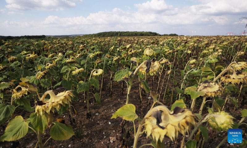 A dried sunflower field is seen as a severe drought hits France, in Puiseux-Pontoise, about 30 km northwest of Paris, France, Aug. 18, 2022.(Photo: Xinhua)