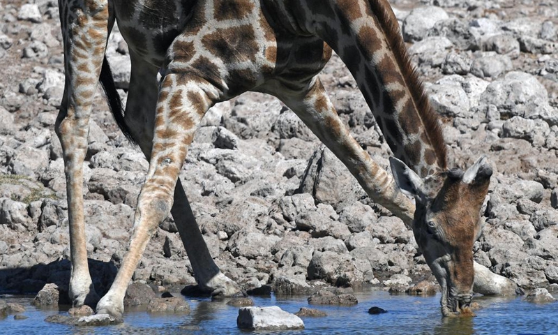 A giraffe drinks water in the Etosha National Park in Namibia, Aug. 15, 2022.(Photo: Xinhua)