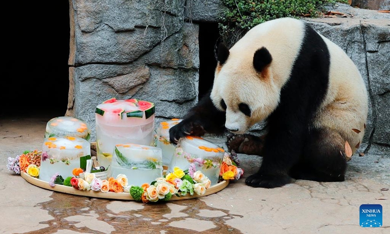 Male giant panda Qing Qing enjoys icy birthday cakes at the Dujiangyan base of the China Conservation and Research Center for Giant Panda in Dujiangyan, southwest China's Sichuan Province, Aug. 18, 2022.(Photo: Xinhua)