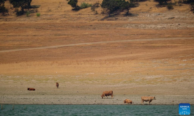 Cattle are seen at Valdecanas reservoir in Extremadura, Spain, on Aug. 16, 2022. Spain continues to suffer from one of the hottest and driest summers on record, after the highest temperatures ever recorded in July. Lack of rain has left water volumes in its reservoirs at less than 40 percent of their storage capacities -- 20 percent below the average level for this time of the year.(Photo: Xinhua)