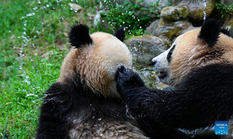 Giant pandas play at the Dujiangyan base of the China Conservation and Research Center for Giant Panda in Dujiangyan, southwest China's Sichuan Province, Aug. 18, 2022.(Photo: Xinhua)