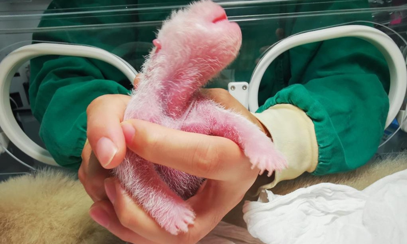 Photo taken on Aug. 6, 2022 shows a giant panda cub at Shenshuping base of China Conservation and Research Center for Giant Panda in Wolong National Nature Reserve, southwest China's Sichuan Province. A female giant panda cub weighing 270.4 grams became the world's heaviest captive panda newborn ever registered, the panda research center said on Wednesday.(Photo: Xinhua)