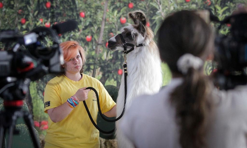 A llama is displayed during a media preview of the Pacific National Exhibition Fair in Vancouver, British Columbia, Canada, on Aug. 18, 2022. The Pacific National Exhibition (PNE) Fair will be held from Aug. 20 to Sept. 5.(Photo: Xinhua)