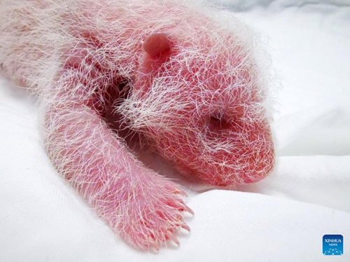 Photo taken on Aug. 10, 2022 shows a giant panda cub at Shenshuping base of China Conservation and Research Center for Giant Panda in Wolong National Nature Reserve, southwest China's Sichuan Province. A female giant panda cub weighing 270.4 grams became the world's heaviest captive panda newborn ever registered, the panda research center said on Wednesday.(Photo: Xinhua)