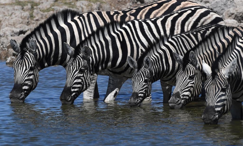 Zebras drink water in the Etosha National Park in Namibia, Aug. 15, 2022.(Photo: Xinhua)