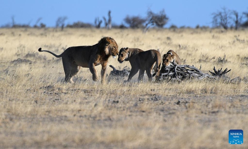 Lions are pictured in the Etosha National Park in Namibia, Aug. 15, 2022.(Photo: Xinhua)
