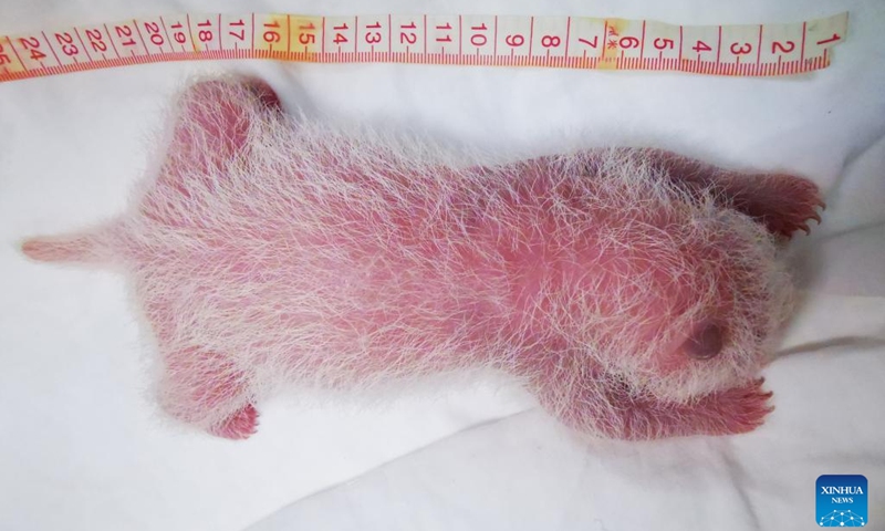 Photo taken on Aug. 10, 2022 shows a giant panda cub at Shenshuping base of China Conservation and Research Center for Giant Panda in Wolong National Nature Reserve, southwest China's Sichuan Province. A female giant panda cub weighing 270.4 grams became the world's heaviest captive panda newborn ever registered, the panda research center said on Wednesday.(Photo: Xinhua)