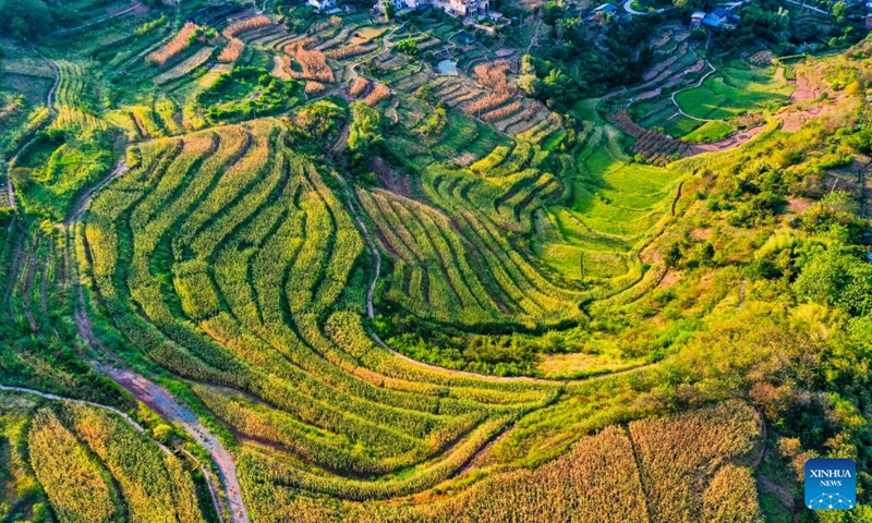 Aerial photo taken on Aug. 16, 2022 shows the scenery of Shiping Village of Sansheng Town, Beibei District, southwest China's Chongqing. (Xinhua/Wang Quanchao)