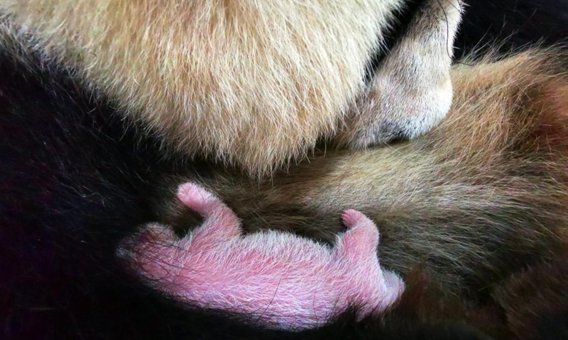 Photo taken on Aug. 6, 2022 shows giant panda Cuicui and her cub at Shenshuping base of China Conservation and Research Center for Giant Panda in Wolong National Nature Reserve, southwest China's Sichuan Province. A female giant panda cub weighing 270.4 grams became the world's heaviest captive panda newborn ever registered, the panda research center said on Wednesday.(Photo: Xinhua)