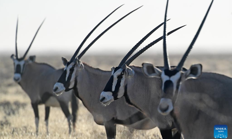 Gemsboks are pictured in the Etosha National Park in Namibia, Aug. 15, 2022.(Photo: Xinhua)