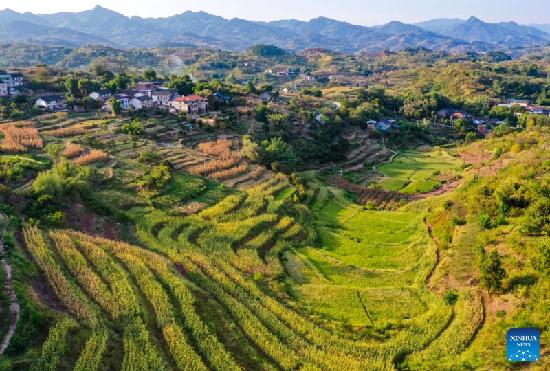 Aerial photo taken on Aug. 16, 2022 shows the scenery of Shiping Village of Sansheng Town, Beibei District, southwest China's Chongqing. (Xinhua/Wang Quanchao)
