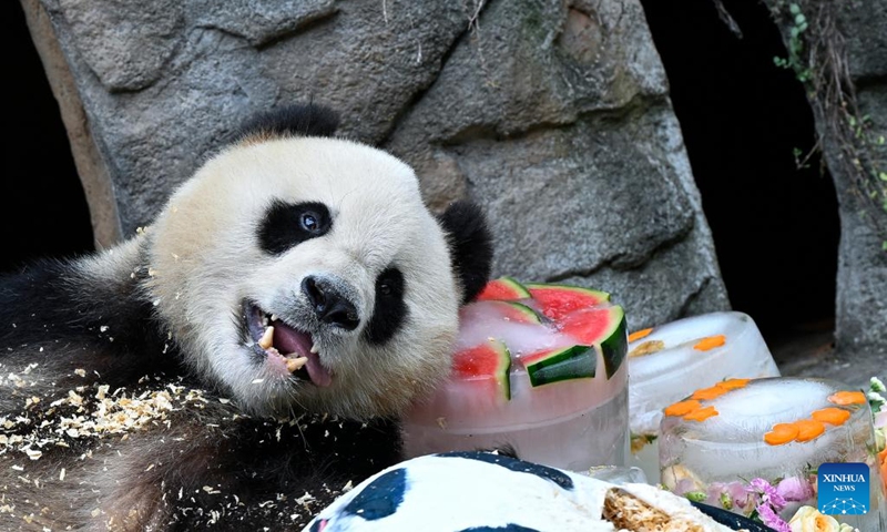 Male giant panda Qing Qing enjoys icy birthday cakes at the Dujiangyan base of the China Conservation and Research Center for Giant Panda in Dujiangyan, southwest China's Sichuan Province, Aug. 18, 2022.(Photo: Xinhua)