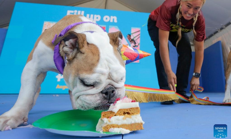 A dog performs during a media preview of the Pacific National Exhibition Fair in Vancouver, British Columbia, Canada, on Aug. 18, 2022. The Pacific National Exhibition (PNE) Fair will be held from Aug. 20 to Sept. 5.(Photo: Xinhua)