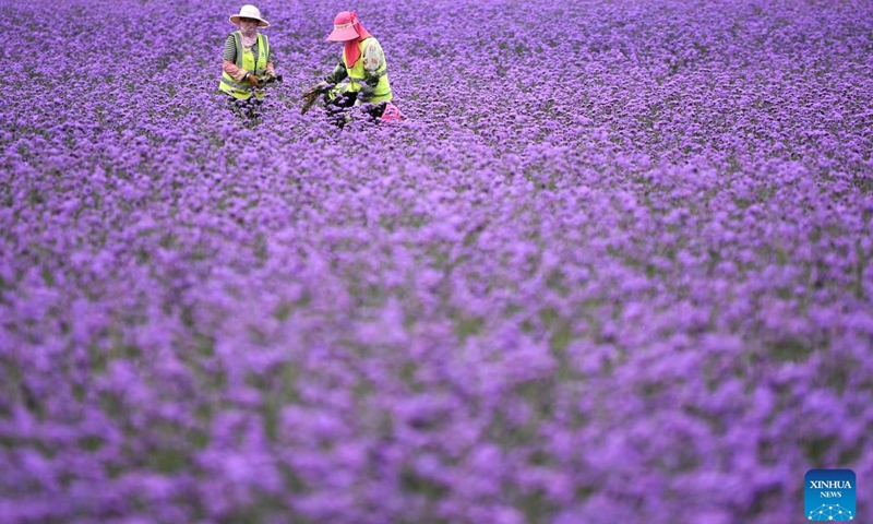 Workers weed in a sea of flowers in Lanzhou New Area in Lanzhou, northwest China's Gansu Province, Aug. 10, 2022. In 2012, Lanzhou New Area was approved by the State Council as the fifth national level special economic development zone, which is also the first state-level new development area in the northwest of China.(Photo: Xinhua)