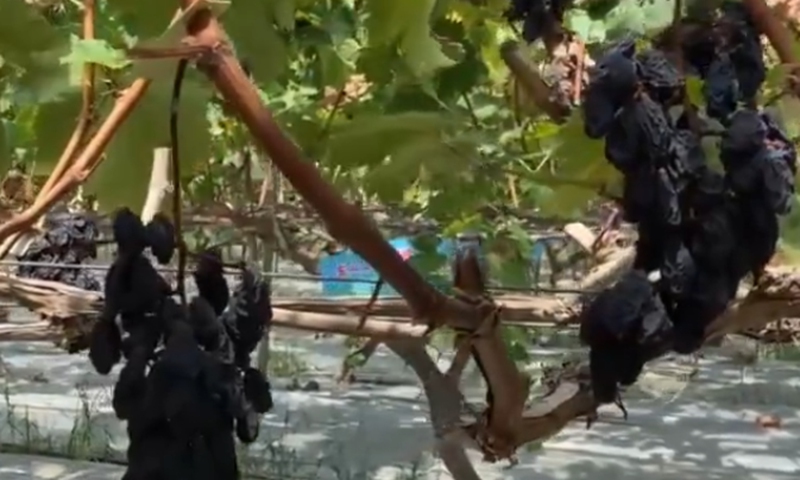 A farmer surnamed Shi from Nanchong, Southwest China's Sichuan Province, posted a video on the social media platform on Monday saying that grapes in his garden had turned into raisins due to continuous high temperatures. Screenshot of Passion News