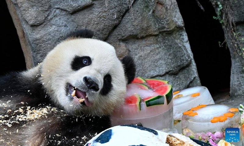 Male giant panda Qing Qing enjoys icy birthday cakes at the Dujiangyan base of the China Conservation and Research Center for Giant Panda in Dujiangyan, southwest China's Sichuan Province, Aug. 18, 2022. (Xinhua/Shen Bohan)