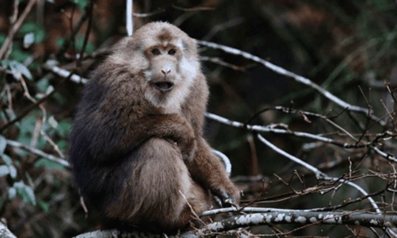 Photo of Macaca thibetana. Screenshot of 163.com