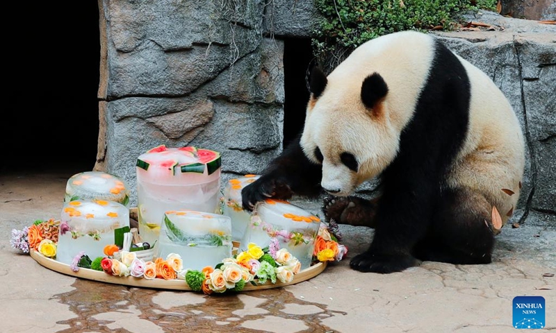 Male giant panda Qing Qing enjoys icy birthday cakes at the Dujiangyan base of the China Conservation and Research Center for Giant Panda in Dujiangyan, southwest China's Sichuan Province, Aug. 18, 2022. (Xinhua/Shen Bohan)