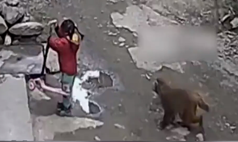 Four months ago, a 3-year-old girl was dragged away by a wild monkey while playing outside her home in Weixing village, Southwest China's Chongqing Municipality. Screenshot of Jimu News