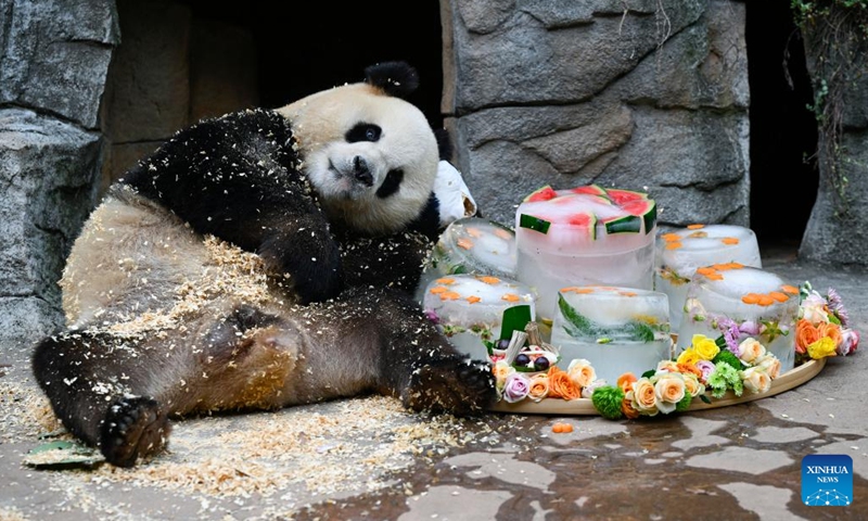 Male giant panda Qing Qing lies by icy birthday cakes at the Dujiangyan base of the China Conservation and Research Center for Giant Panda in Dujiangyan, southwest China's Sichuan Province, Aug. 18, 2022. (Xinhua/Shen Bohan)