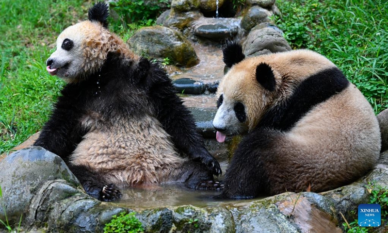 Giant pandas cool off with a pool of water at the Dujiangyan base of the China Conservation and Research Center for Giant Panda in Dujiangyan, southwest China's Sichuan Province, Aug. 18, 2022. (Xinhua/Shen Bohan)