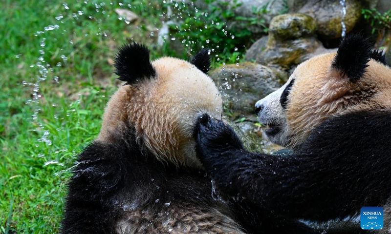 Giant pandas play at the Dujiangyan base of the China Conservation and Research Center for Giant Panda in Dujiangyan, southwest China's Sichuan Province, Aug. 18, 2022. (Xinhua/Shen Bohan)