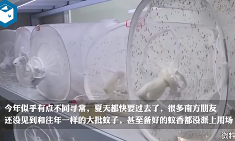 In the summer of 2022, a large number of mosquitoes in southern China have died of heat. Screenshot of Chouti Video