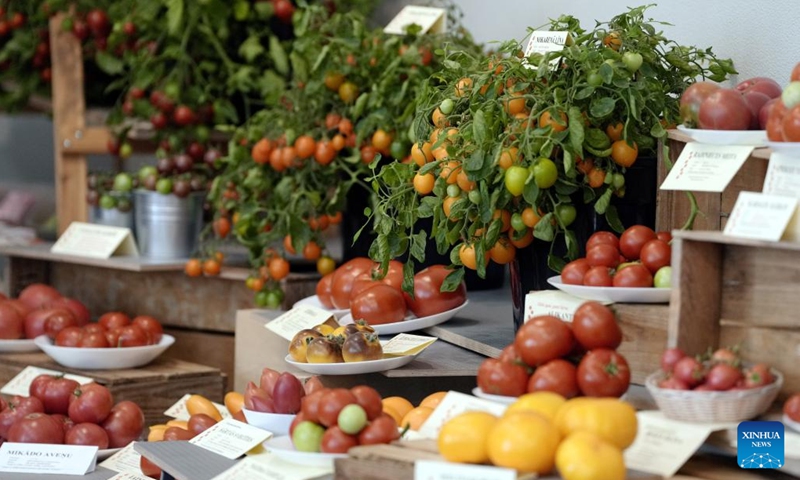 Tomatoes of different varieties are on display during the Tomatoes 2022 exhibition in Latvian Museum of Natural History in Riga, Latvia, Aug. 17, 2022. The exhibition kicked off on Wednesday and will last until Aug. 21. More than 300 different varieties of tomatoes are on display.(Photo: Xinhua)