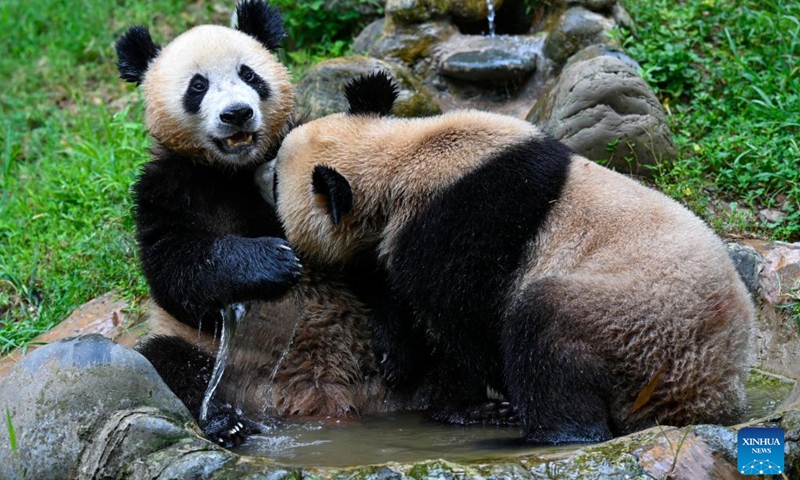 Giant pandas cool off with a pool of water at the Dujiangyan base of the China Conservation and Research Center for Giant Panda in Dujiangyan, southwest China's Sichuan Province, Aug. 18, 2022. (Xinhua/Shen Bohan)