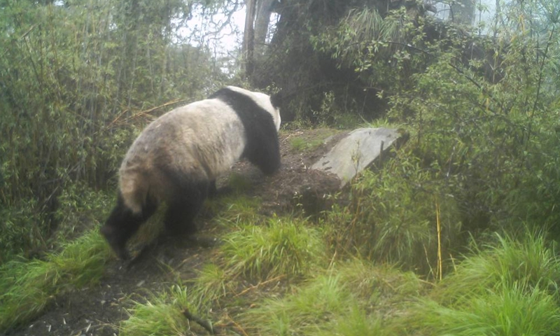Photo taken by an infrared camera on May 26, 2022 shows a wild giant panda in the Giant Panda National Park's Tangjiahe area in southwest China's Sichuan Province.Photo:Xinhua