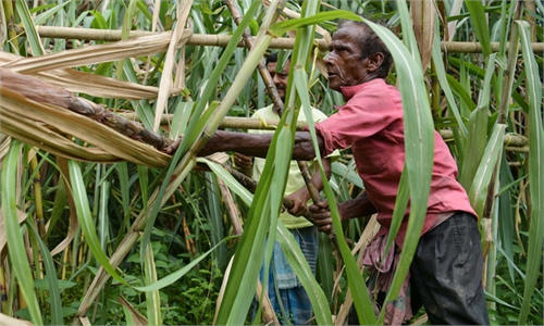Harvest time for India's sugarcane - Global Times
