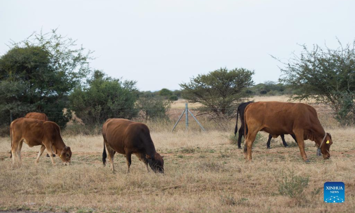 Cattle graze in Kweneng District, Botswana, July 27, 2022. Botswana has suspended the movement of cloven hoof animals in the country over suspected foot and mouth disease cases, the country's Ministry of Agricultural Development and Food Security said Wednesday. Photo:Xinhua