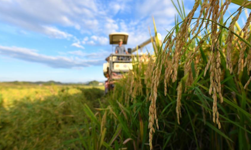 A farmer operates a harvester to reap paddy rice in Shanshu Village of Changning, central China's Hunan Province. File Photo: Xinhua