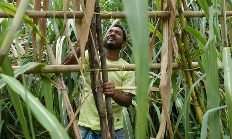 Laborers harvest sugarcane in a field on the outskirts of Tripura's Agartala, India, Aug. 20, 2022.Photo:Xinhua