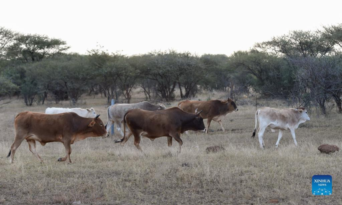 Cattle are seen in Kweneng District, Botswana, July 27, 2022. Botswana has suspended the movement of cloven hoof animals in the country over suspected foot and mouth disease cases, the country's Ministry of Agricultural Development and Food Security said Wednesday. Photo:Xinhua