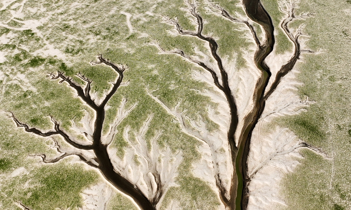 Mudflats take on the shape of a tree as the water level of the Poyang Lake in East China's Jiangxi Province reaches 9.66 meters on August 21, 2022, the lowest in the same period since 1951. Photo: IC 
