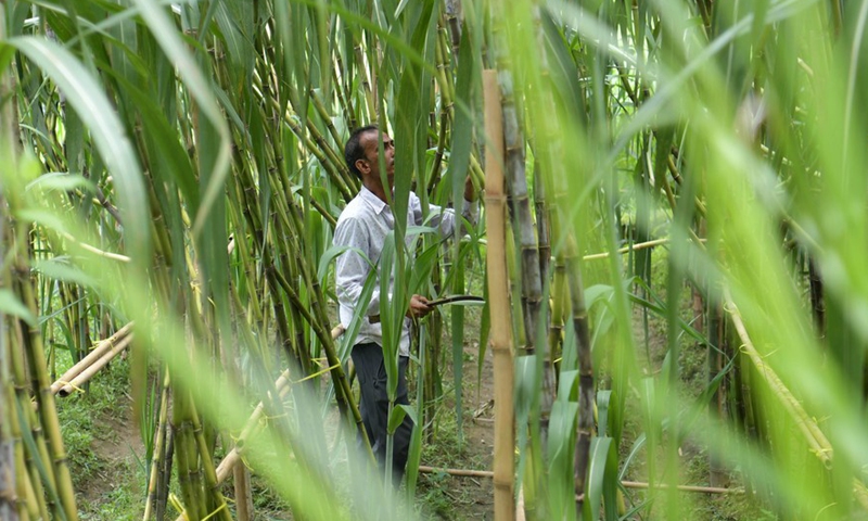 Laborers harvest sugarcane in a field on the outskirts of Tripura's Agartala, India, Aug. 20, 2022.Photo:Xinhua