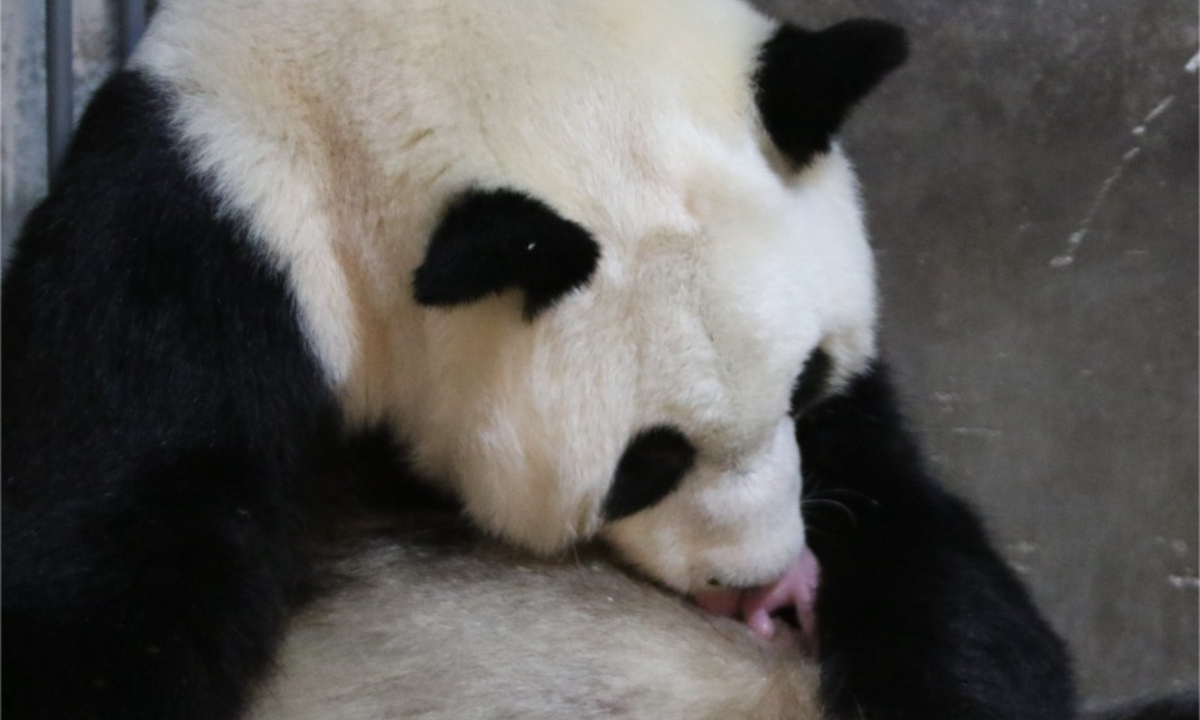 Giant panda Qinqin and its baby are pictured at the Qinling Giant Panda Research Center in Zhouzhi County of Xi'an, northwest China's Shaanxi Province, Aug 23, 2022. Photo:Xinhua