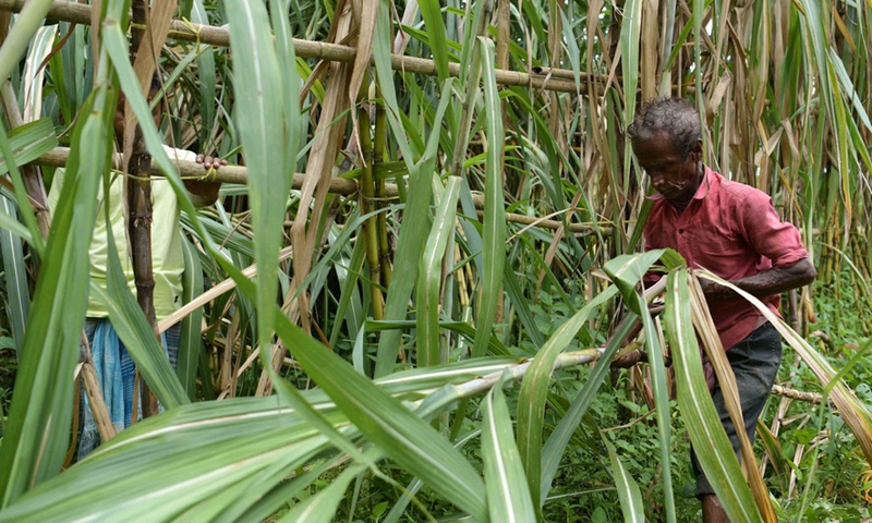 Laborers harvest sugarcane in a field on the outskirts of Tripura's Agartala, India, Aug. 20, 2022.Photo:Xinhua