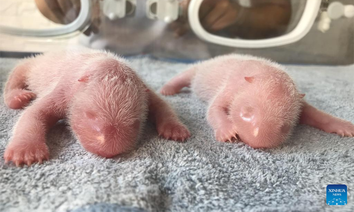 Twin giant panda cubs are pictured at the Qinling Giant Panda Research Center in Zhouzhi County of Xi'an, northwest China's Shaanxi Province, Aug 23, 2022. Photo:Xinhua