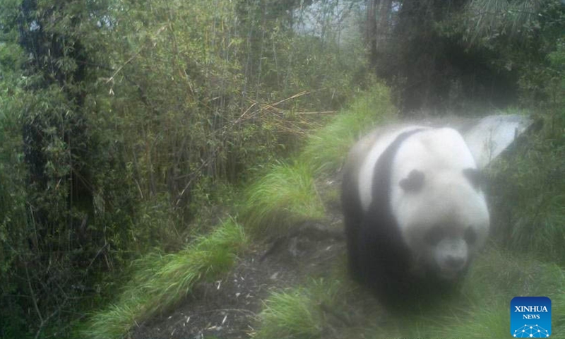 Photo taken by an infrared camera on May 26, 2022 shows a wild giant panda in the Giant Panda National Park's Tangjiahe area in southwest China's Sichuan Province.Photo:Xinhua