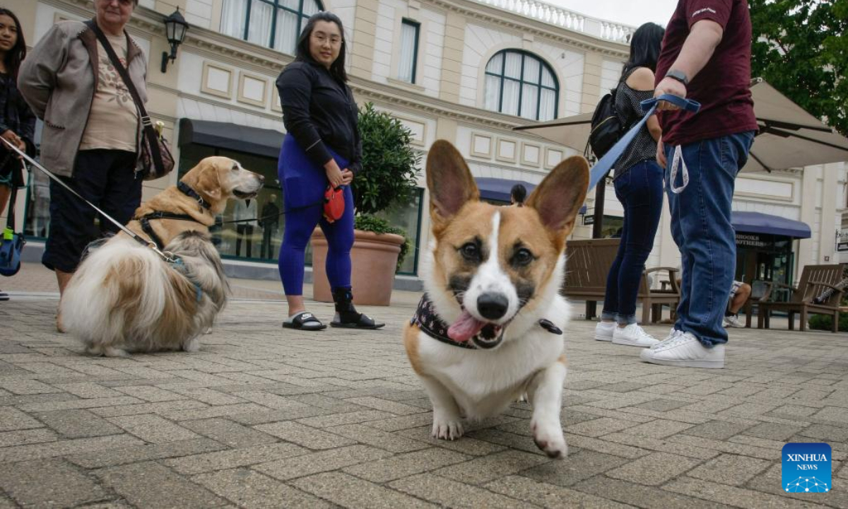 People gather with their dogs during an event celebrating the International Dog Day in Vancouver, British Columbia, Canada, on Aug 26, 2022. Photo:Xinhua