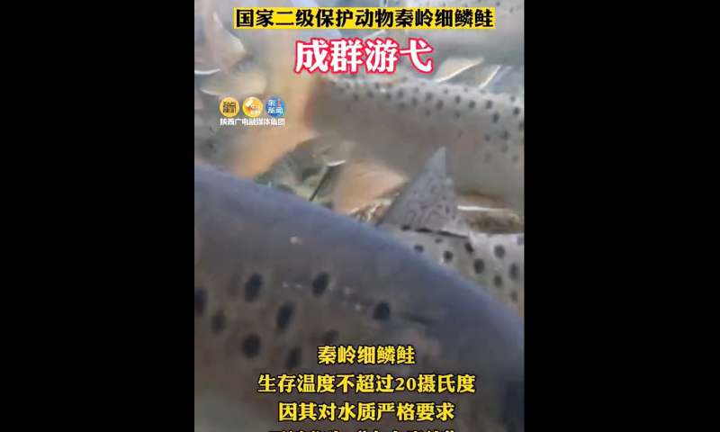 Recently, staff members of Heihe National Forest Park found hundreds of Brachymystax lenok tsinlingensis swimming in large groups in the upstream of the Heihe River in Northwest China's Shaanxi Province. Screenshot of Wutong Video