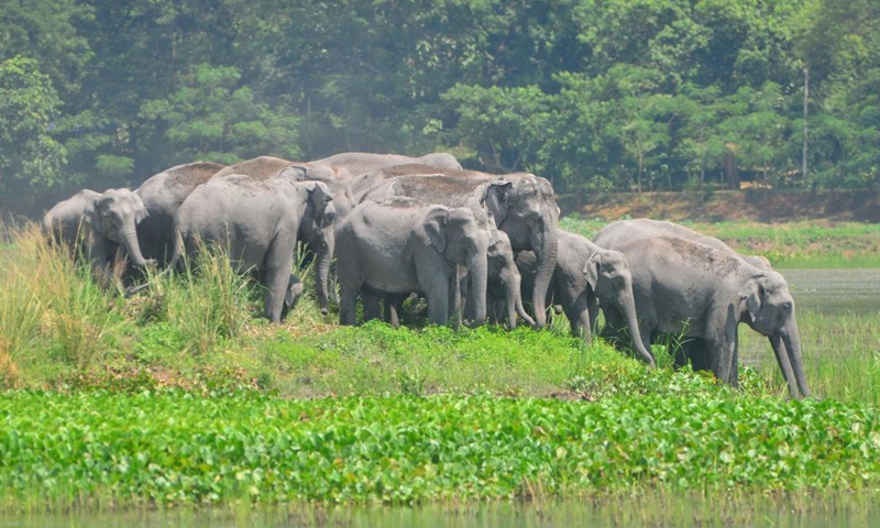 A herd of wild Asiatic elephants are seen at a wetland at Thakurkuchi village, outskirts of Guwahati city of India's northeastern state of Assam, Aug. 21, 2022.Photo:Xinhua