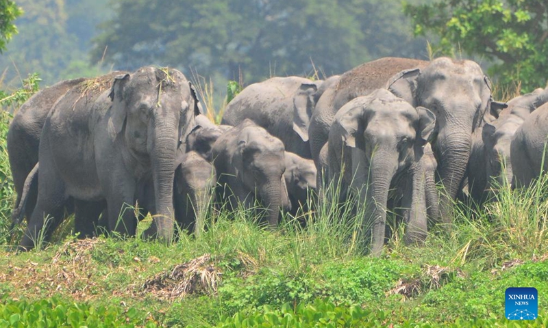A herd of wild Asiatic elephants are seen at a wetland at Thakurkuchi village, outskirts of Guwahati city of India's northeastern state of Assam, Aug. 21, 2022.Photo:Xinhua