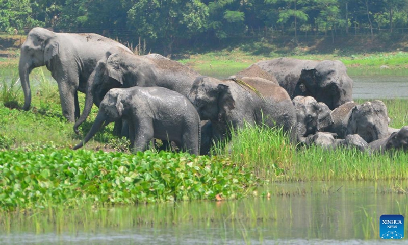 A herd of wild Asiatic elephants are seen at a wetland at Thakurkuchi village, outskirts of Guwahati city of India's northeastern state of Assam, Aug. 21, 2022.Photo:Xinhua